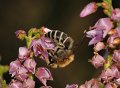 44 heizijdebij Colletes succinctus f op struikhei De Hamert parkeerplaats_resize